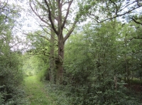 A track through the heart of Welles wood