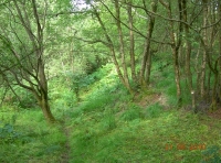 A pathway through the woods