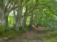 Giant beeches guard the boundary