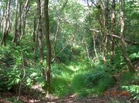 One of many woodland tracks at Wellington Wood