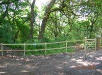 Car parking at the edge of the wood