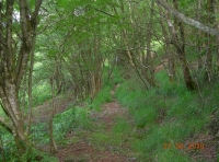 Mixed broadleaf woodland