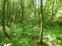 The lush under canopy gives cover to many deer