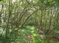 evidence of coppicing from years ago