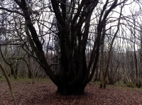 Willow Wood - SOLD