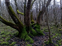 A carpet of moss at the base of a tree.