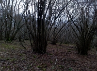 Coppice awaits attention