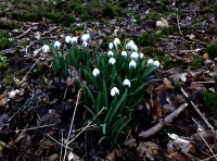 The first signs of spring in the woods