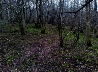 A woodland ride meanders deep into the wood