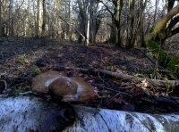 More for the mycologist