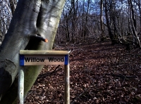 Willow Wood