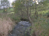 Winn Wood