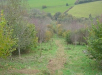 A pathway leading down through the woods.