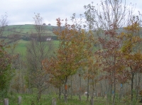 A view of the Exmoor Hills through the young autumn oaks