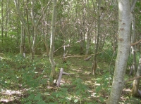 Dense ash shelters the woodland floor.