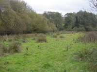 A area of water meadow by the brook at Winn Wood