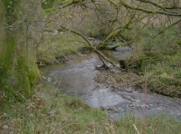 Withy Wood - SOLD