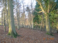 Wylye Wood