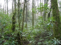 Dense undercanopy