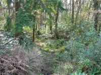 A hidden clearing