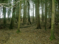 Thick conifers in part of Yeoman Wood