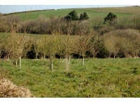 Abbery Wood photo 2