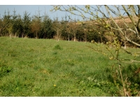 Abbery Wood photo 3