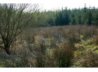 Abbery Wood photo 5