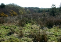 Abbery Wood photo 6