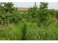 Aldercombe Wood - SOLD