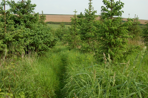 Aldercombe Wood - SOLD