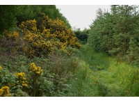 Aldercombe Wood - SOLD