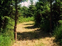 Track through the wood