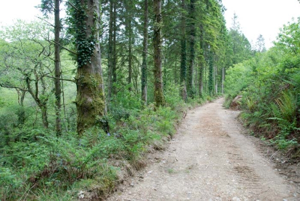Ashen Cross Wood