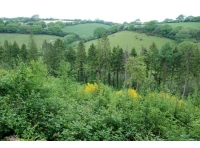 New growth and farmland views