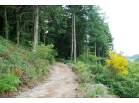 Conifers in SW corner 