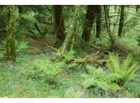 Bluebells and ferns in the middle of the woodland