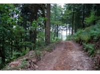 Track across the wood near S boundary