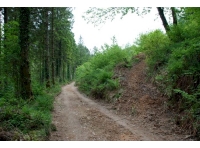 Zig-zag track leading up through the wood