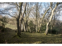 Ashleigh Wood - SOLD