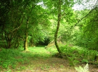 Belltower Wood