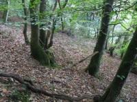 Birchcleave Wood - SOLD