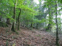 Birchcleave Wood - SOLD photo 2