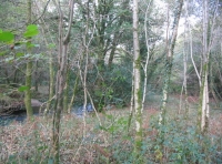 Birchcleave Wood - SOLD photo 3
