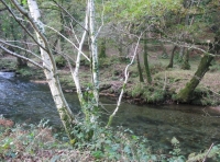 Birchcleave Wood - SOLD photo 4