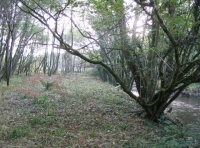 Birchcleave Wood - SOLD photo 5