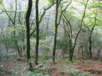 Birchcleave Wood - SOLD photo 6