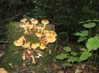 Birchcleave Wood - SOLD photo 7