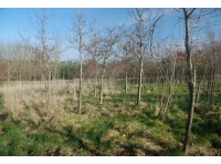 Blackley Wood - SOLD photo 2