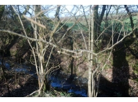 Blackley Wood - SOLD photo 3